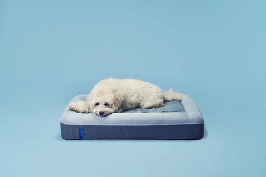 gugu ドギー　犬用ベッドで寝ている犬