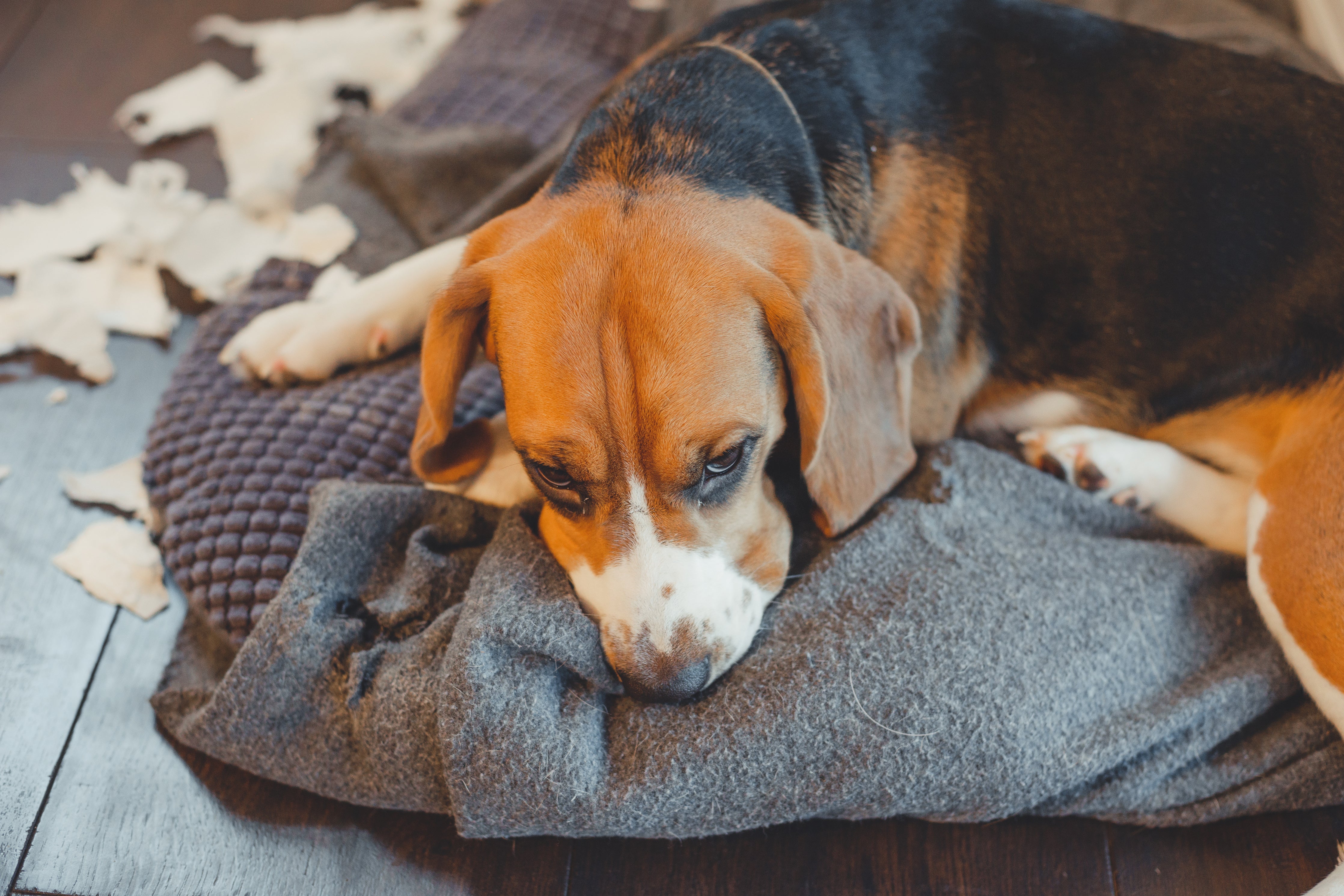 子犬のベッドを振り回す・ひっくり返すを止めるコツとは?