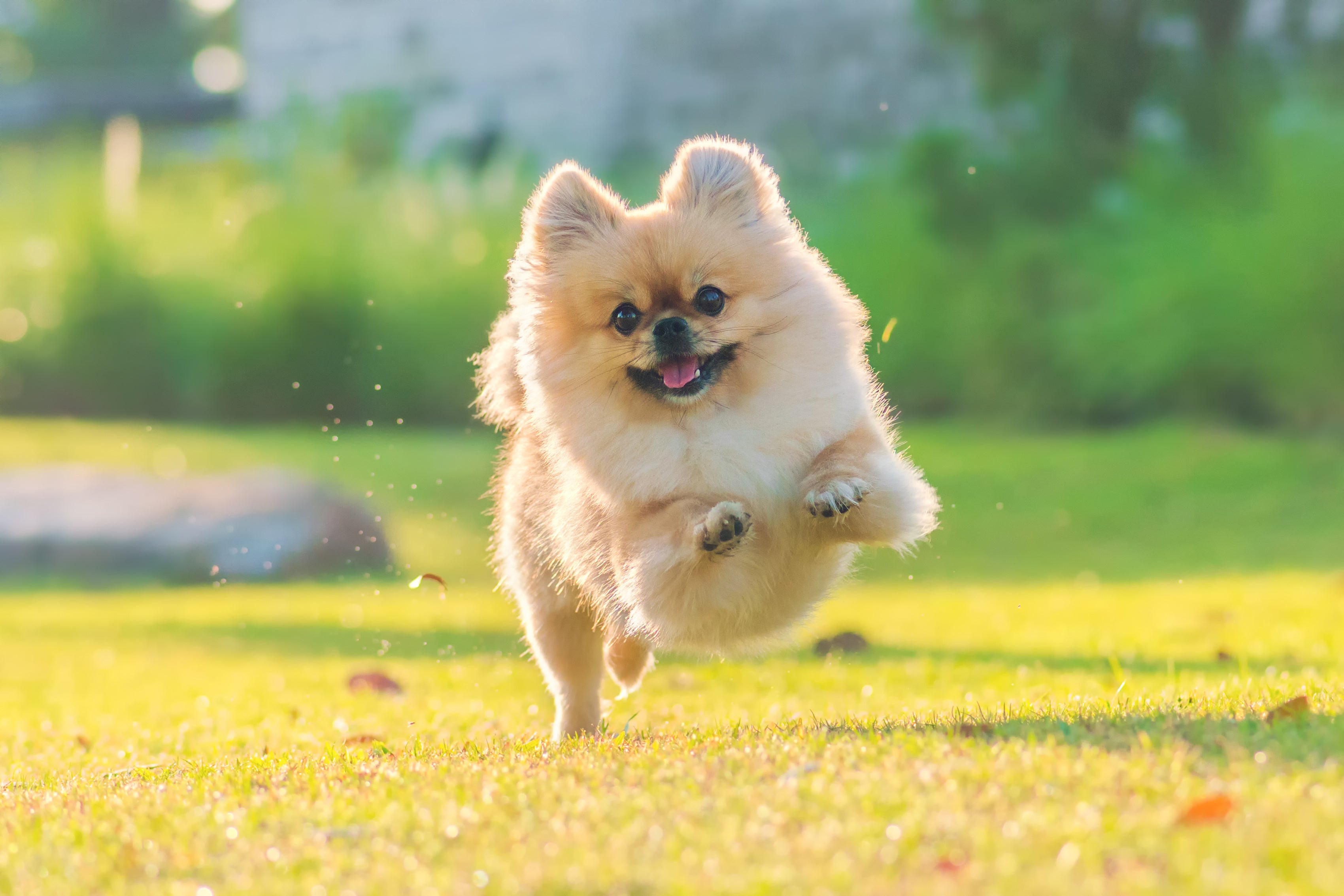 ワンちゃんとお家でできる簡単な遊びをご紹介!