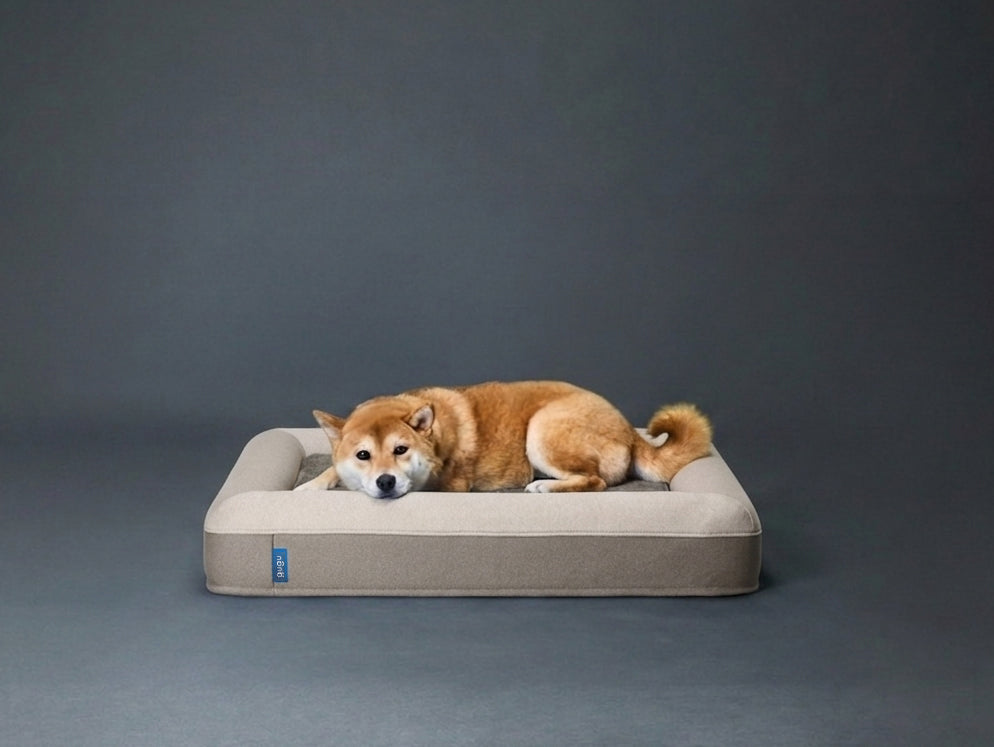 gugu ドギー