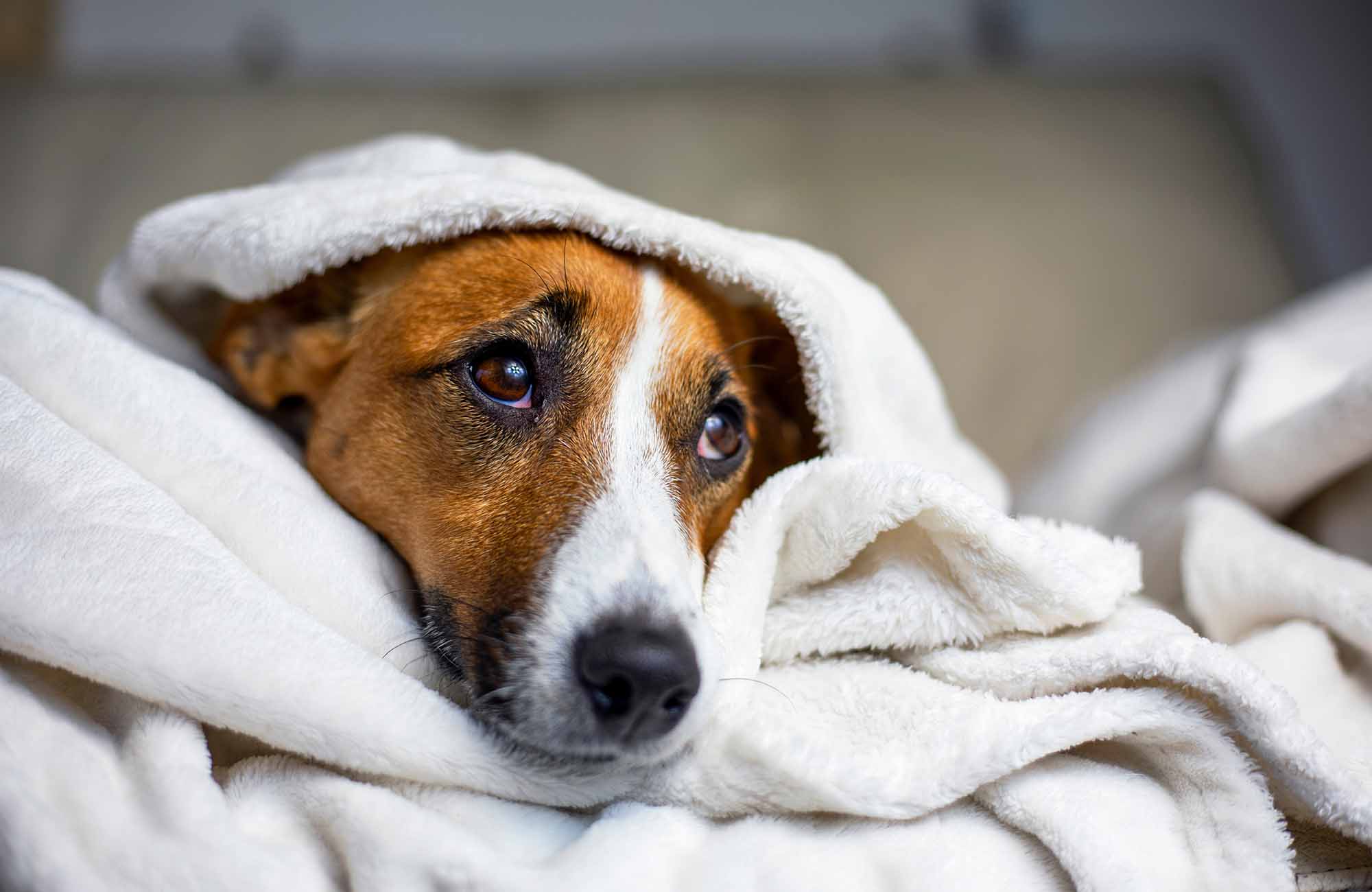 寝ている犬