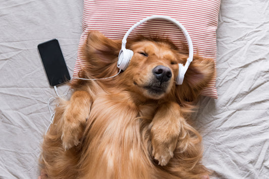 音楽を聴いている犬