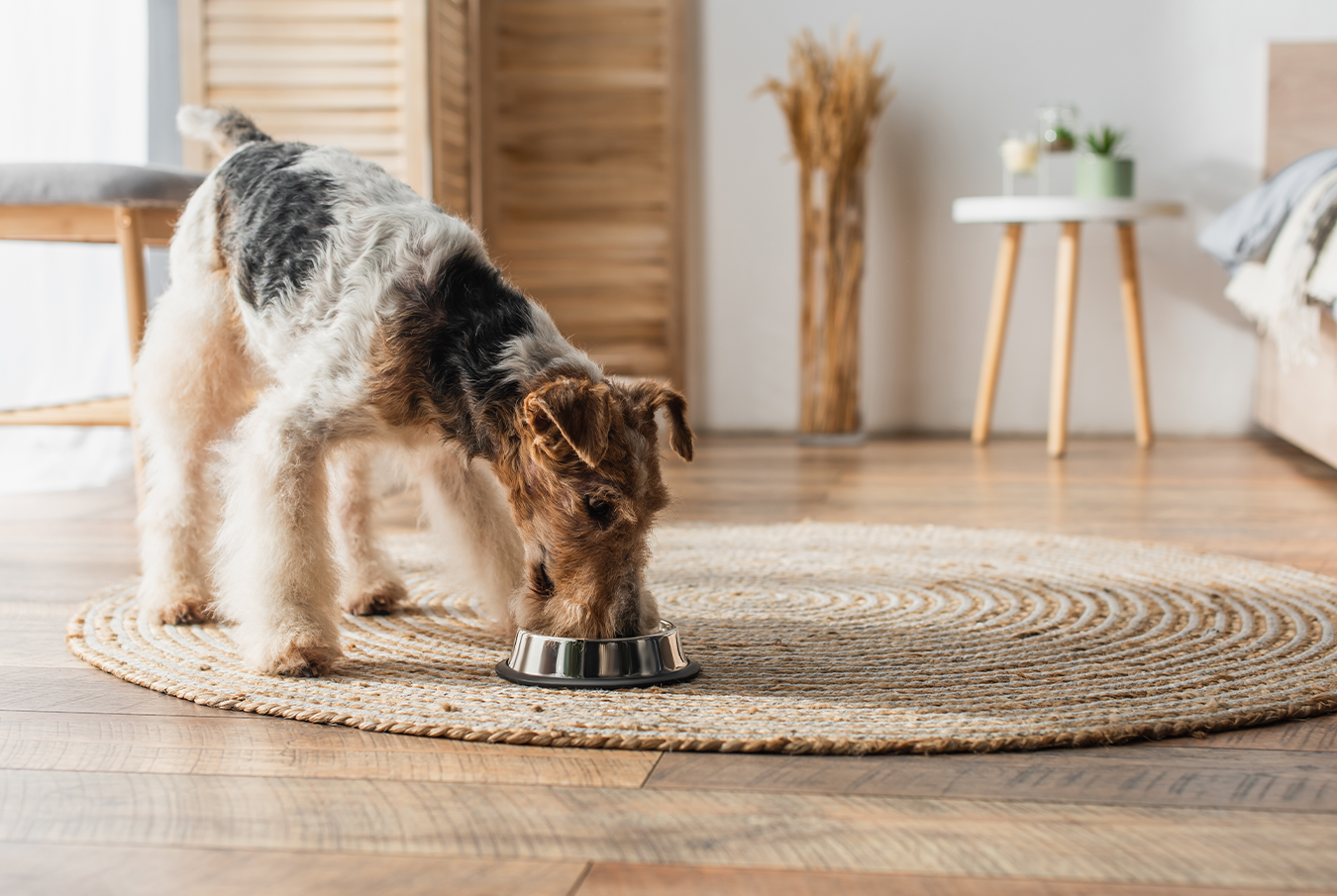 無添加ドライフードを食べている犬