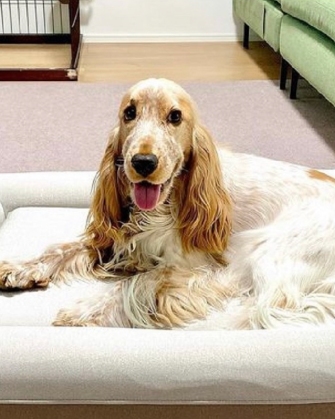 A small brown and white dog lying on a beige pet bed against an orange background.