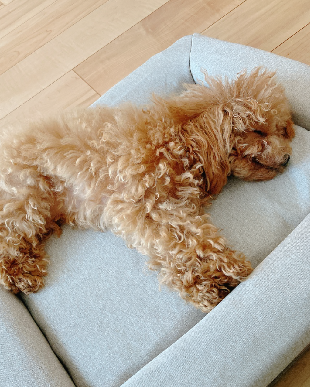 A small dog sits on a beige dog bed against an orange background.