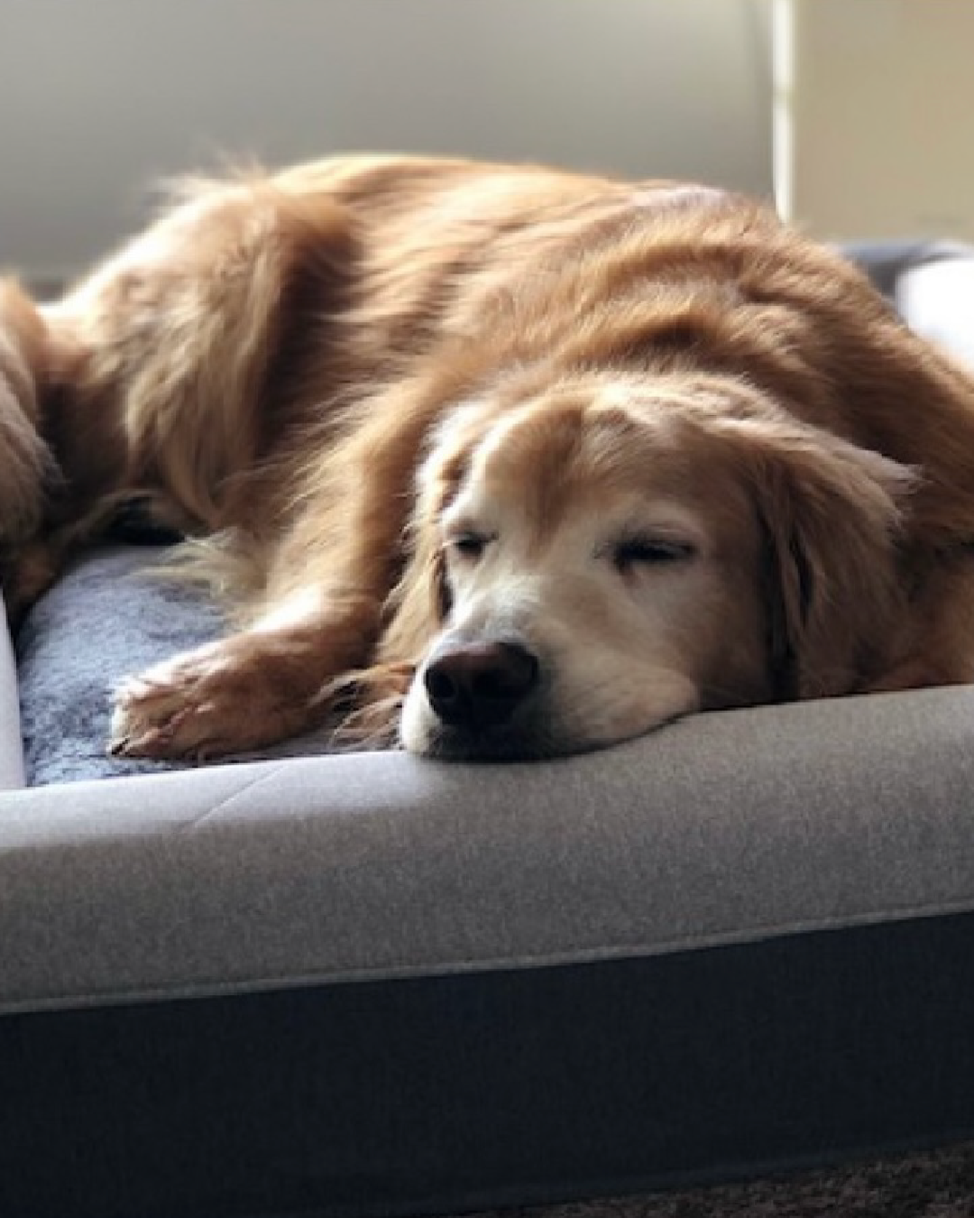 Golden Retriever lying on a grey dog bed against a blue background.