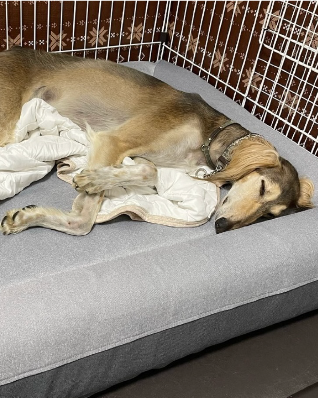 A small dog sits on a beige dog bed against an orange background.