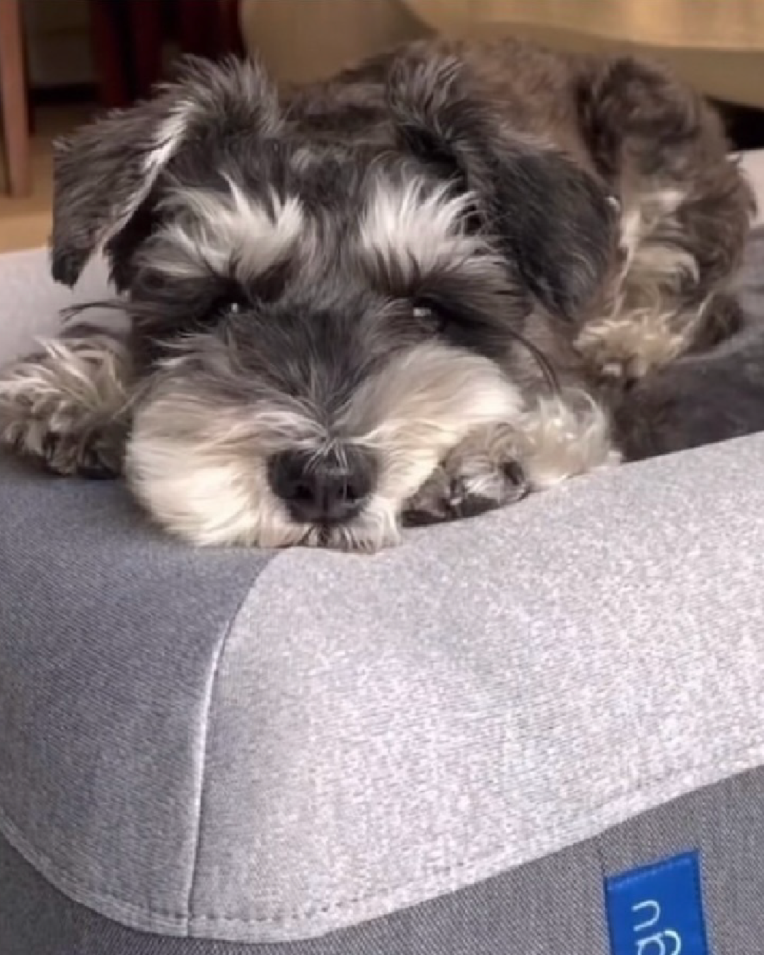 A small dog sits on a beige dog bed against an orange background.