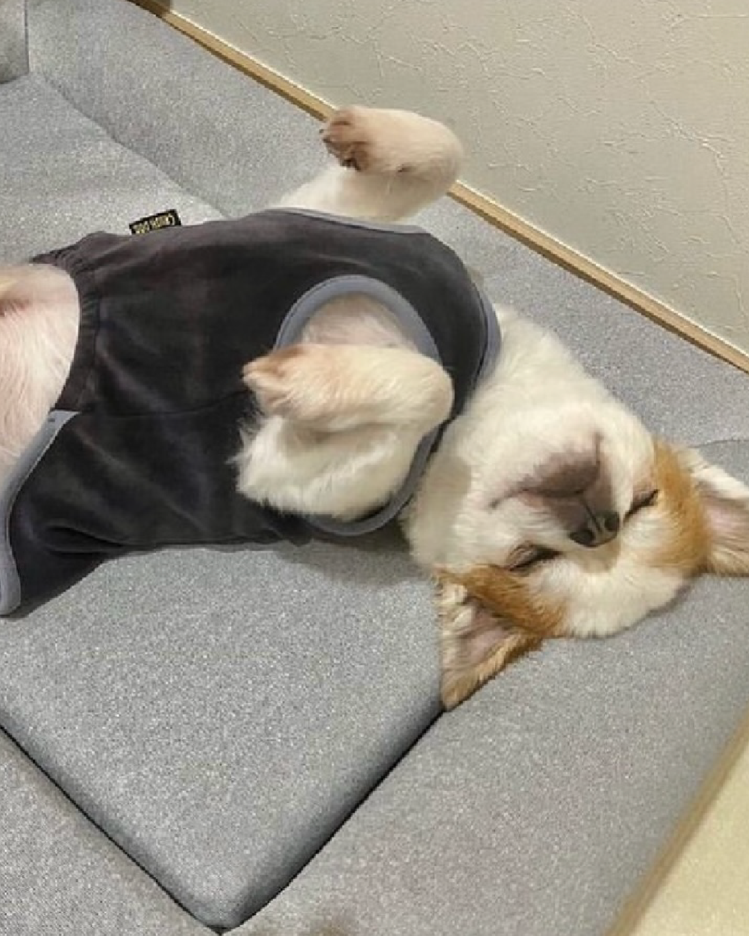 A small dog sits on a beige dog bed against an orange background.