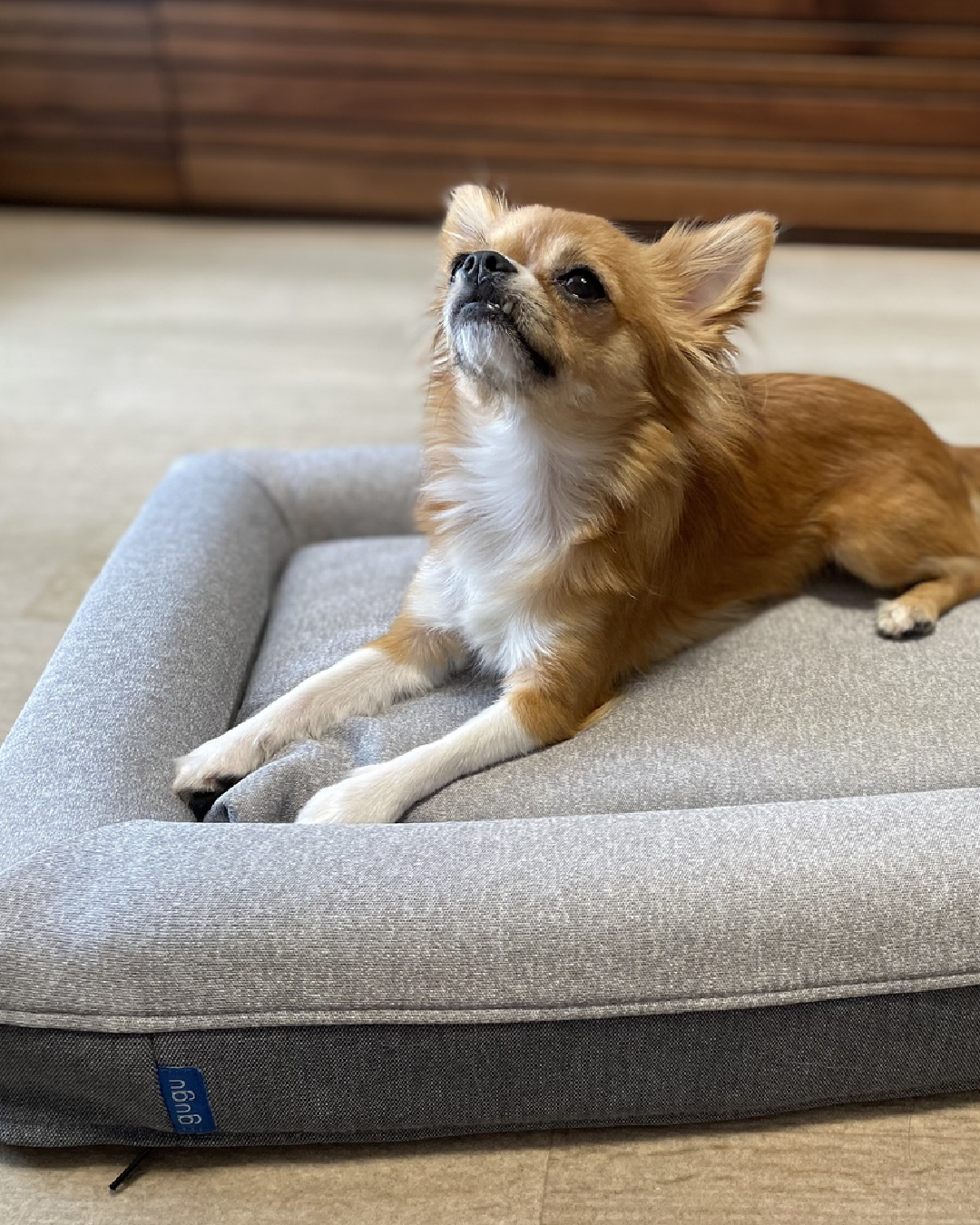 A small brown and white dog lying on a beige pet bed against an orange background.