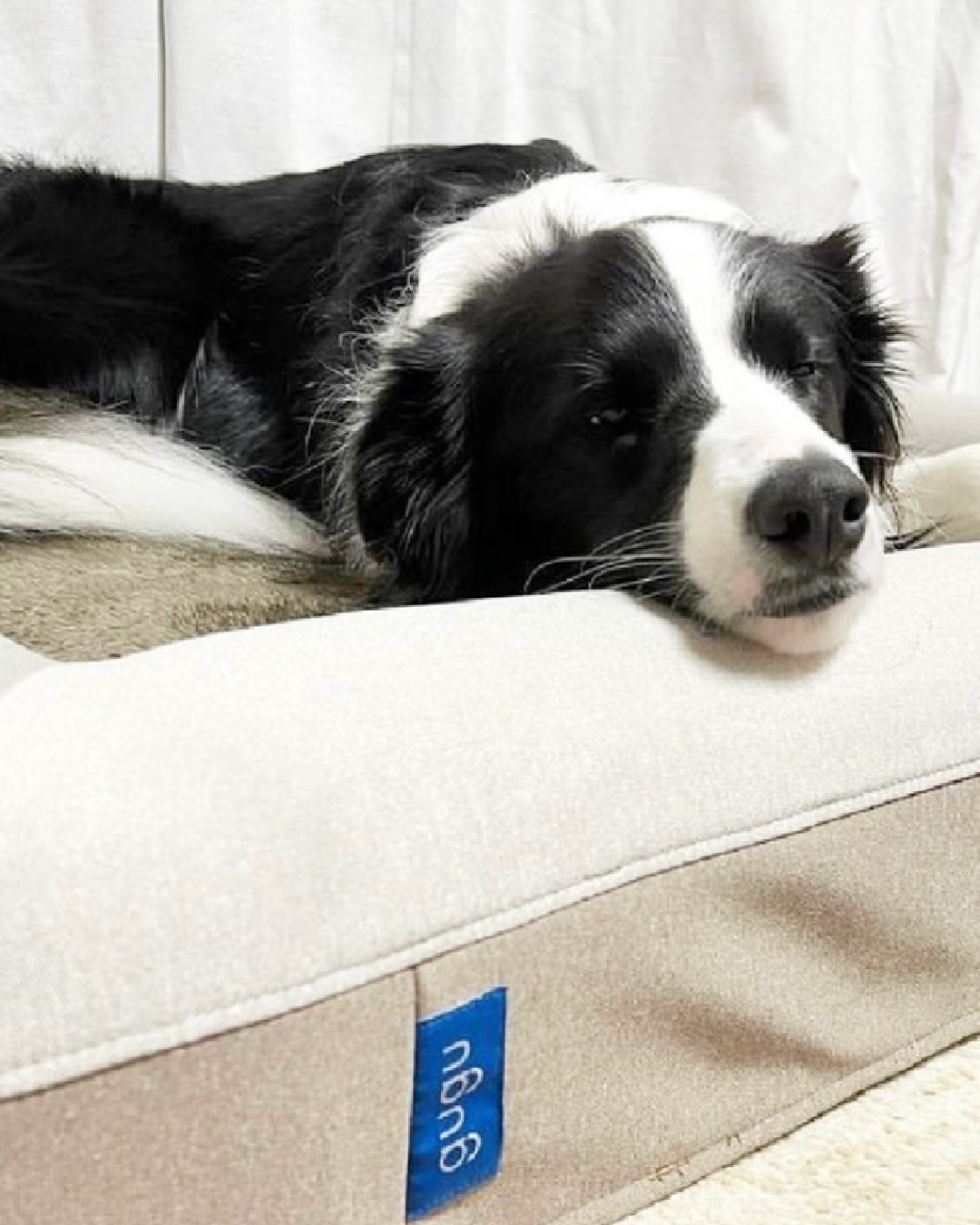 A small brown and white dog lying on a beige pet bed against an orange background.