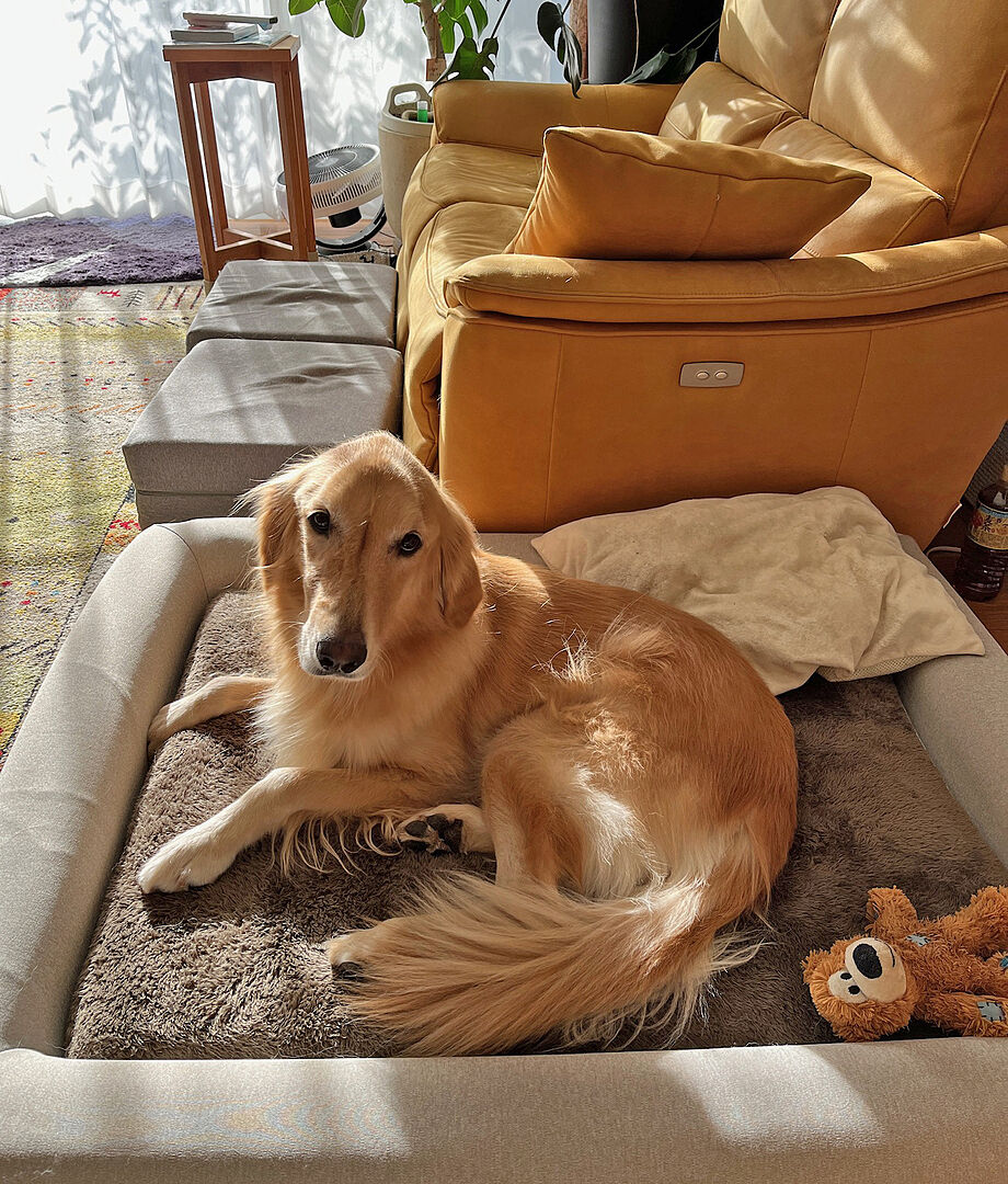 active-review-golden-657360851.jpg