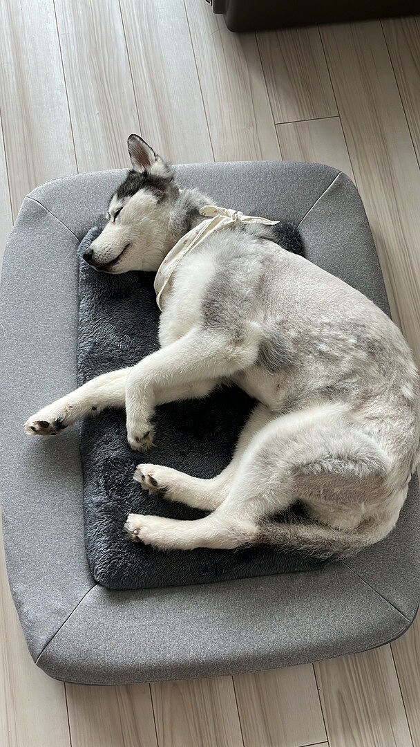 active-review-husky-652113511.jpg