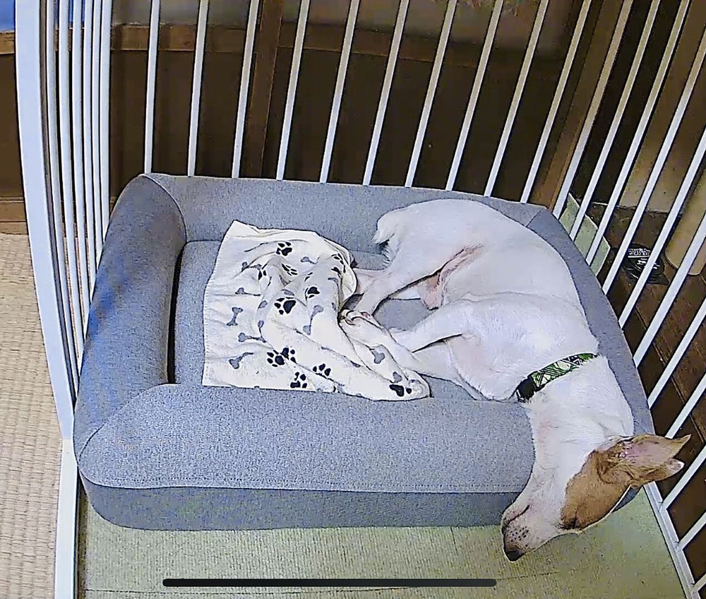 active-review-jackrussell-395250059.jpg