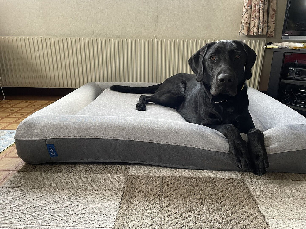 active-review-labrador-500770016.jpg