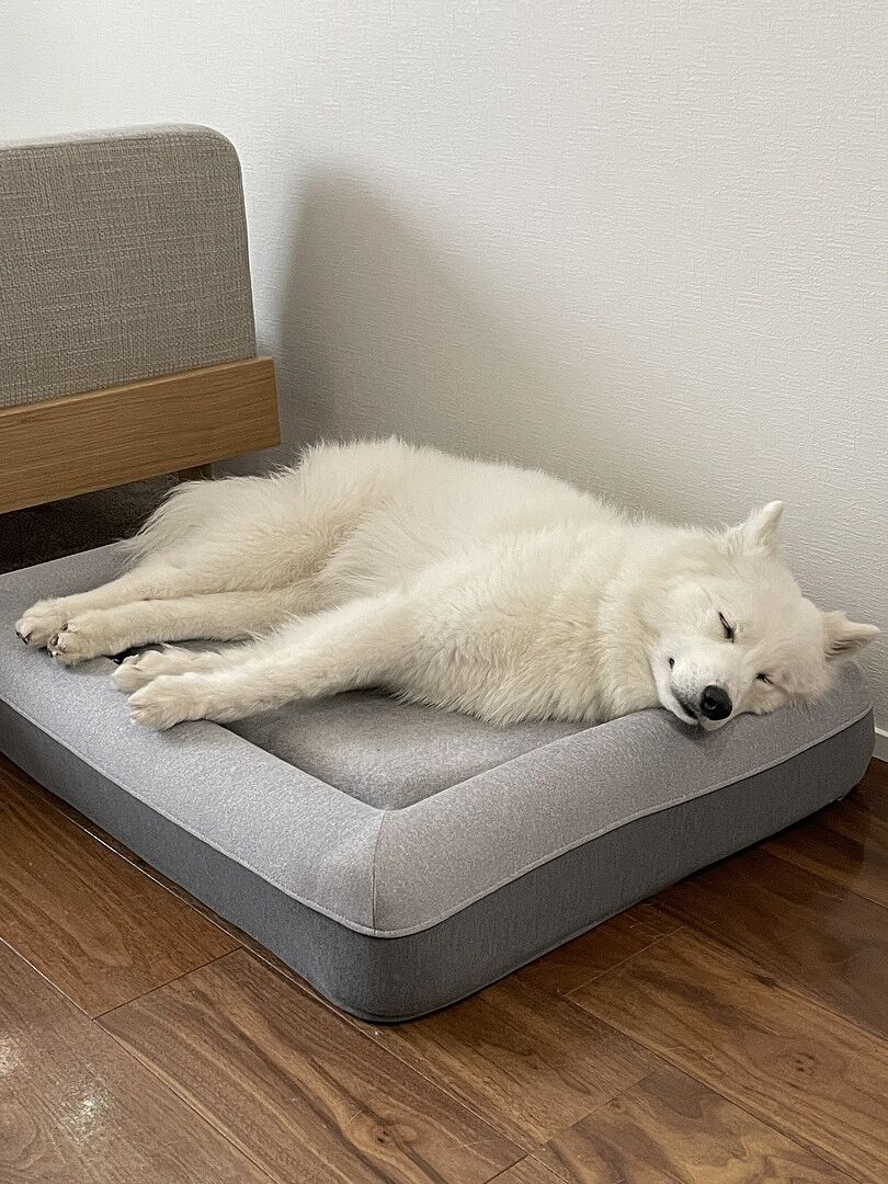 active-review-samoyed-708374511.jpg