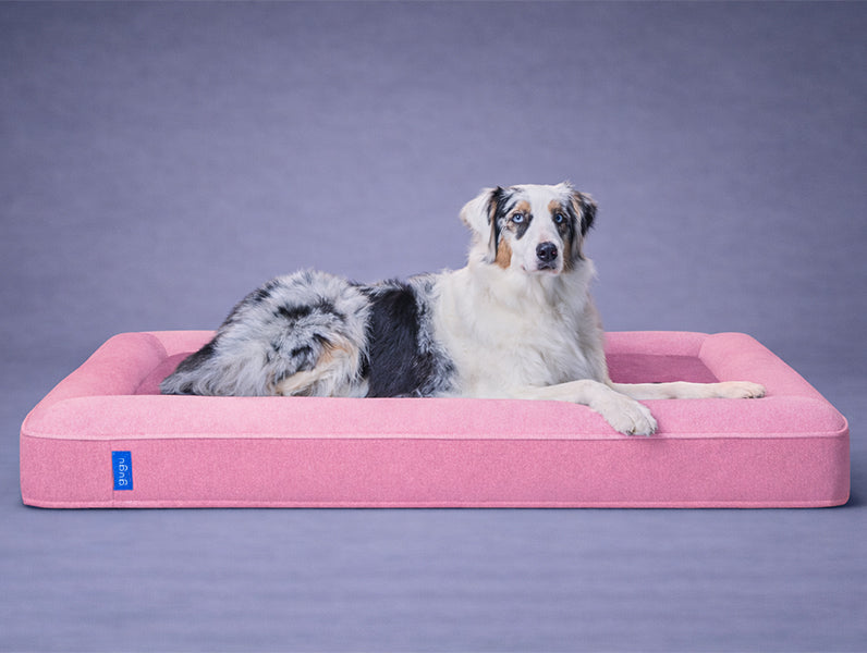 グーグースリープ【公式】｜犬用ベッド｜超小型犬・小型犬・中型犬