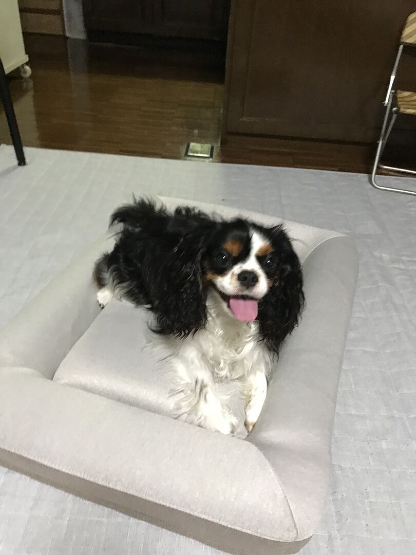 ff-review-cavalier-492901428.jpg
