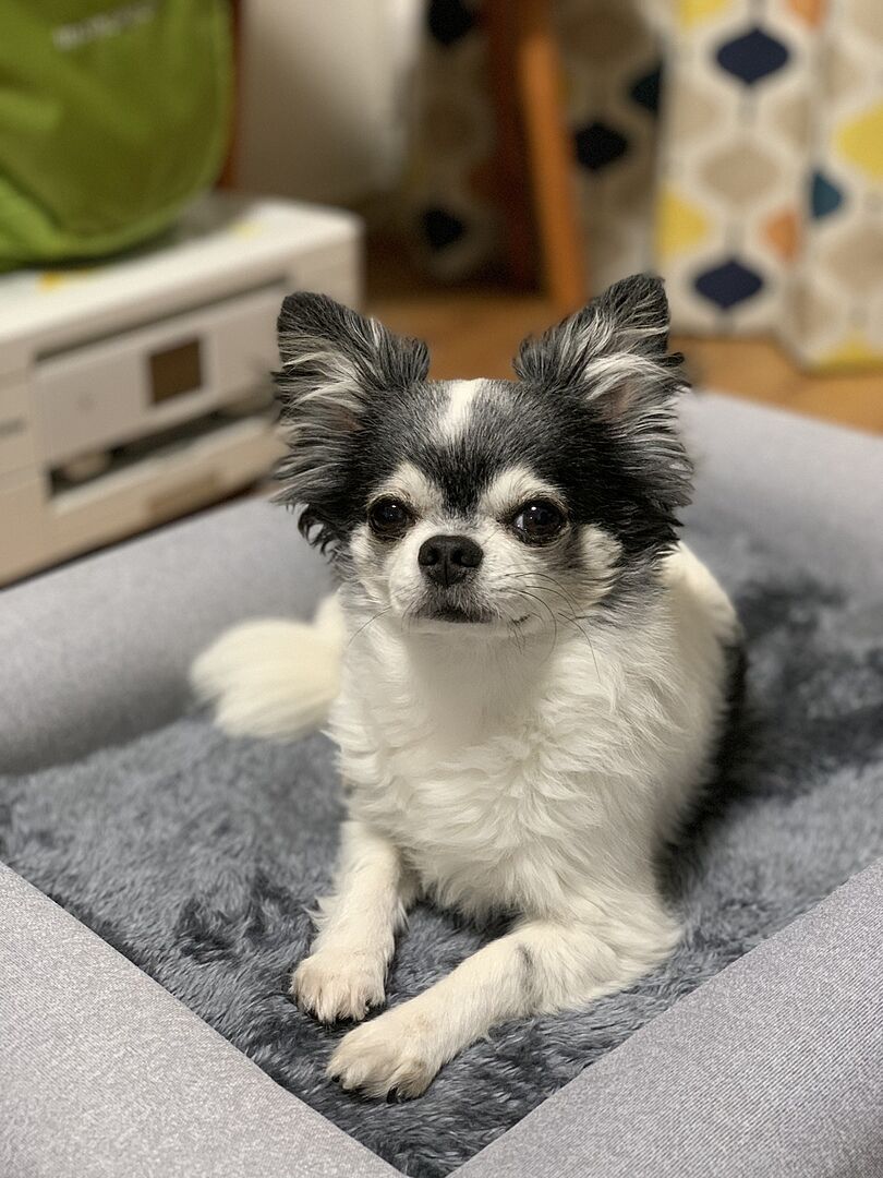 ff-review-chihuahua-352726068.jpg