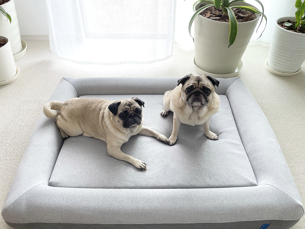 ff-review-pug-282222369.png