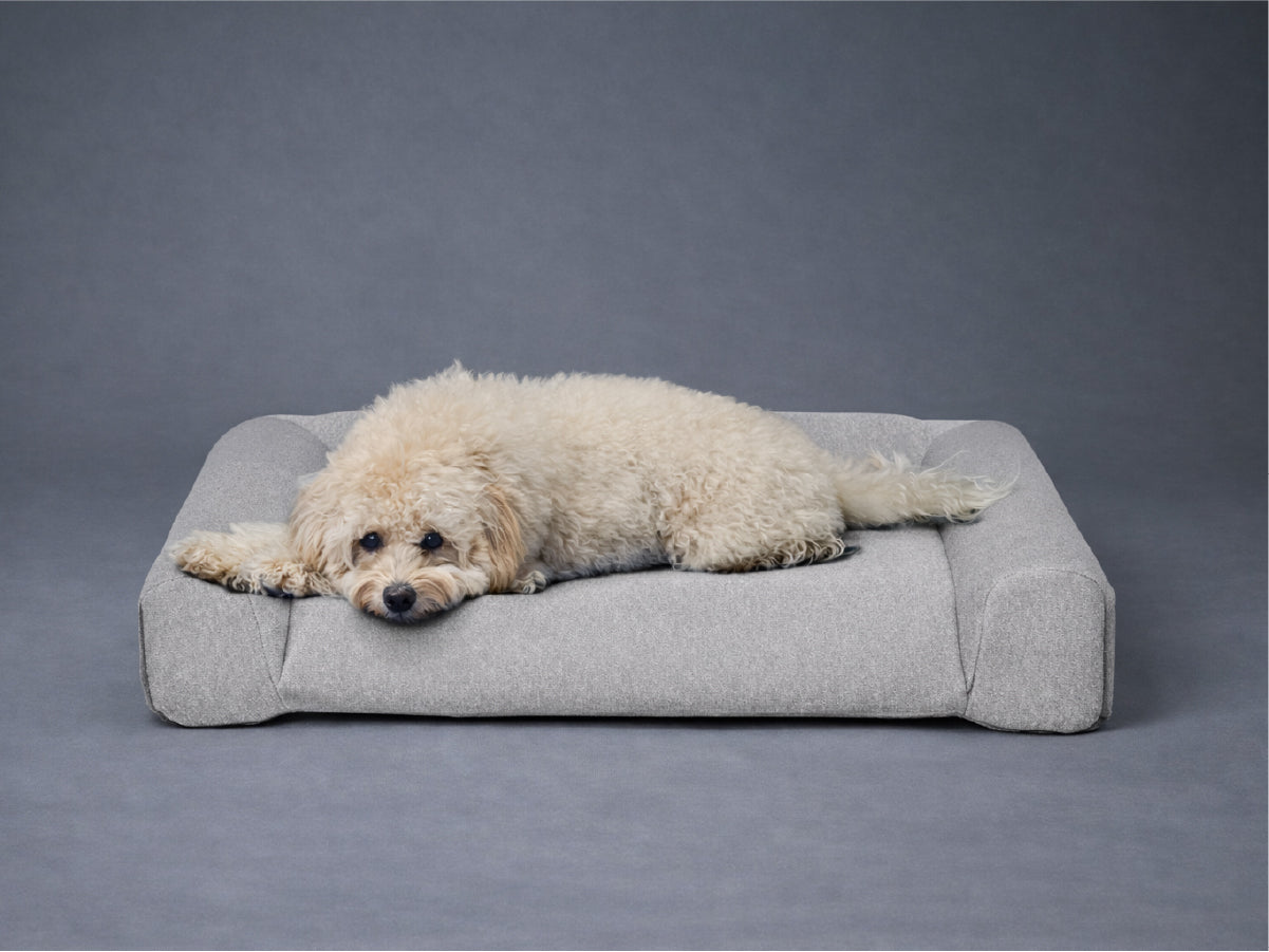 guguドギー シニア