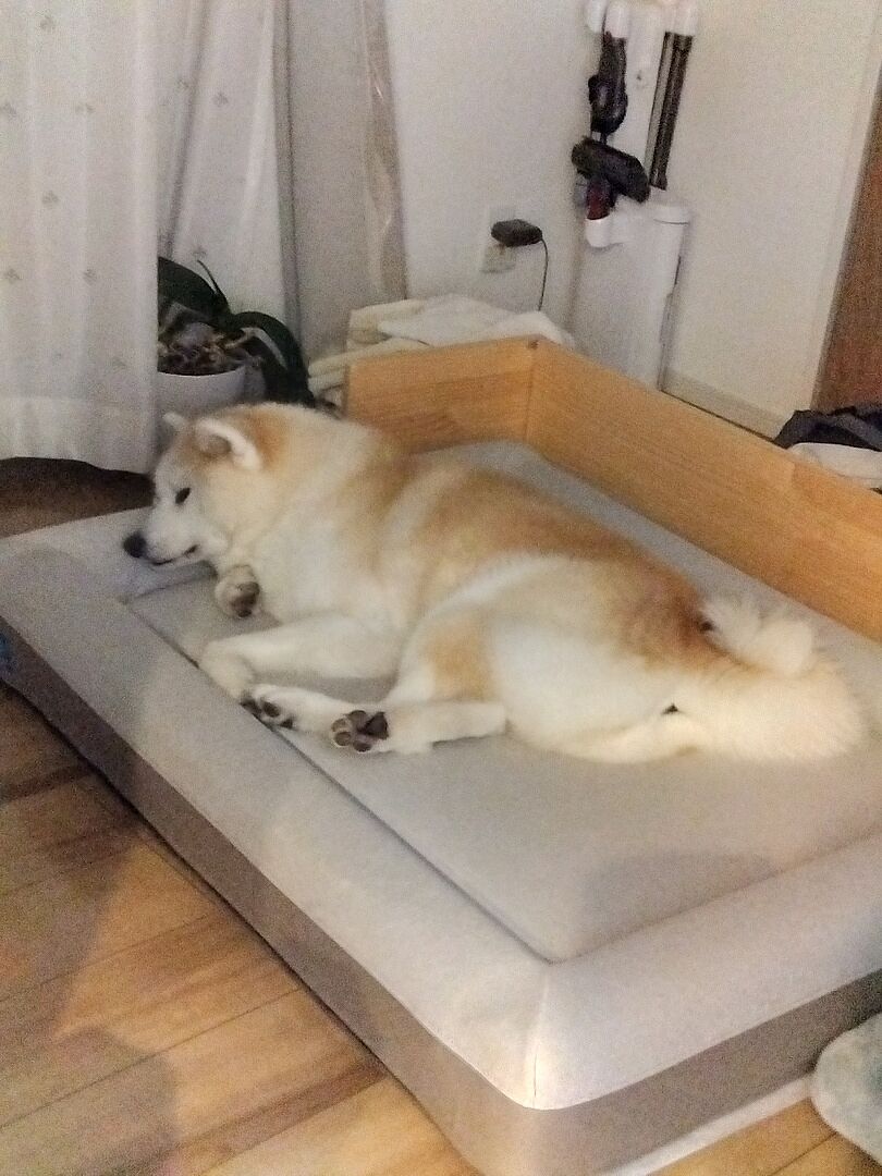 lb-review-akita-664634220.jpg
