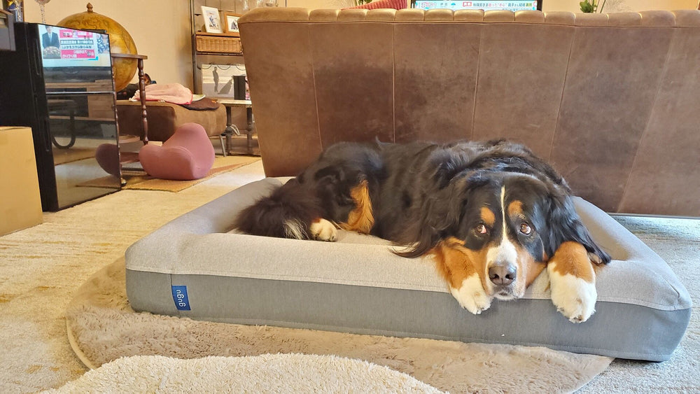 lb-review-bernese-377719257.jpg