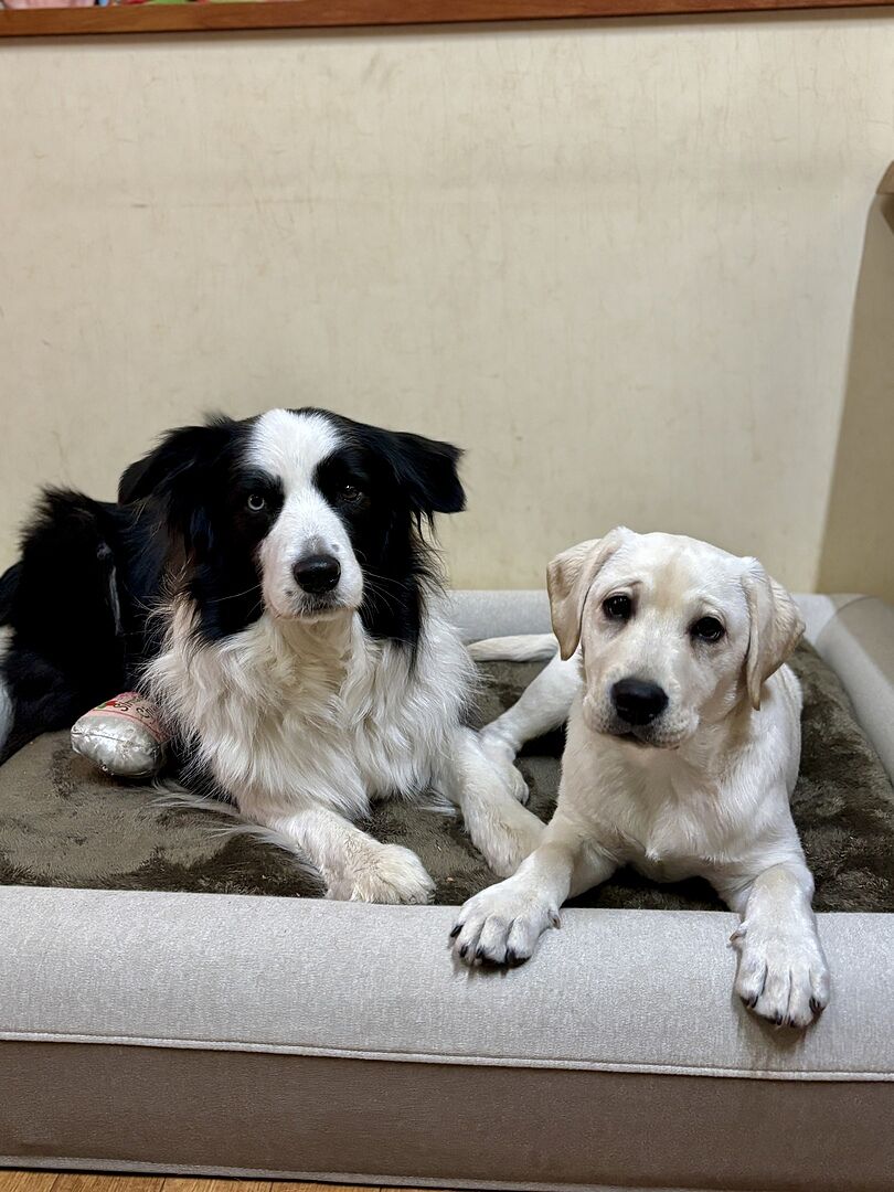 lb-review-bordercollie-700538891.jpg
