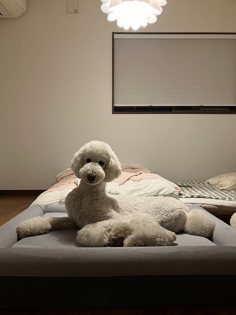 lb-review-stdpoodle-602126491.jpg