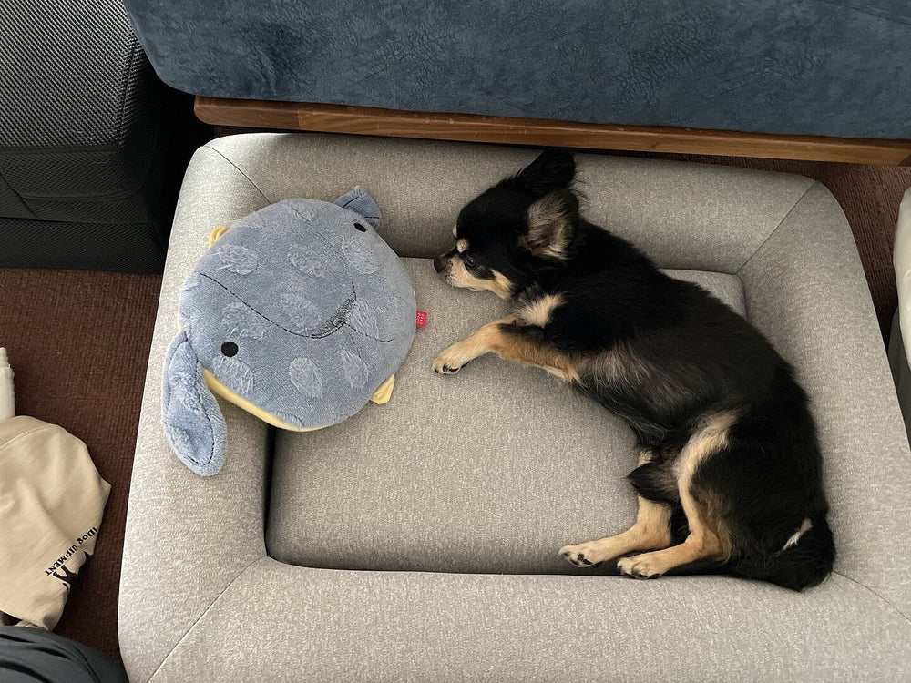 chihuahua review 392534246
