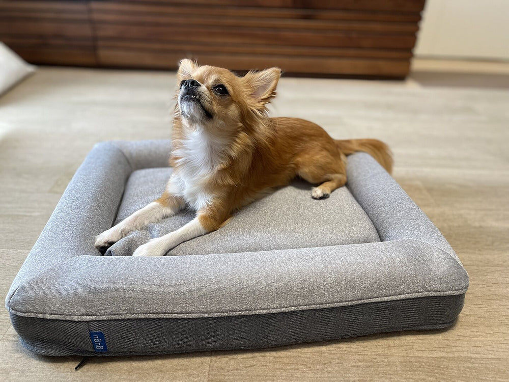 chihuahua 518616888