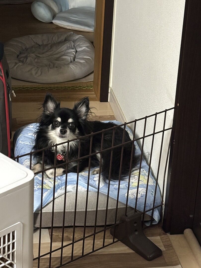 chihuahua 771469373