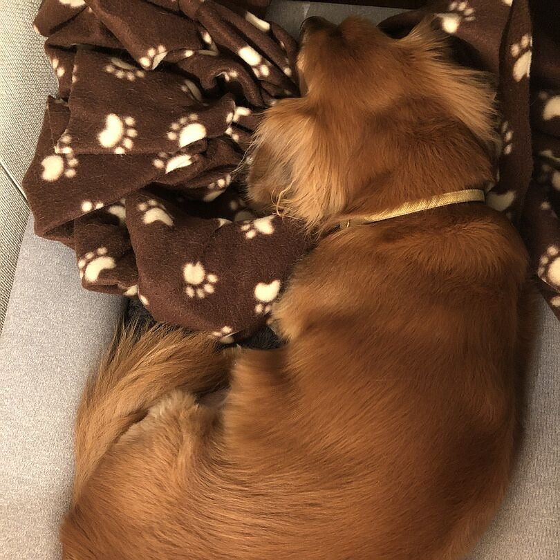 dachshund review 324906238