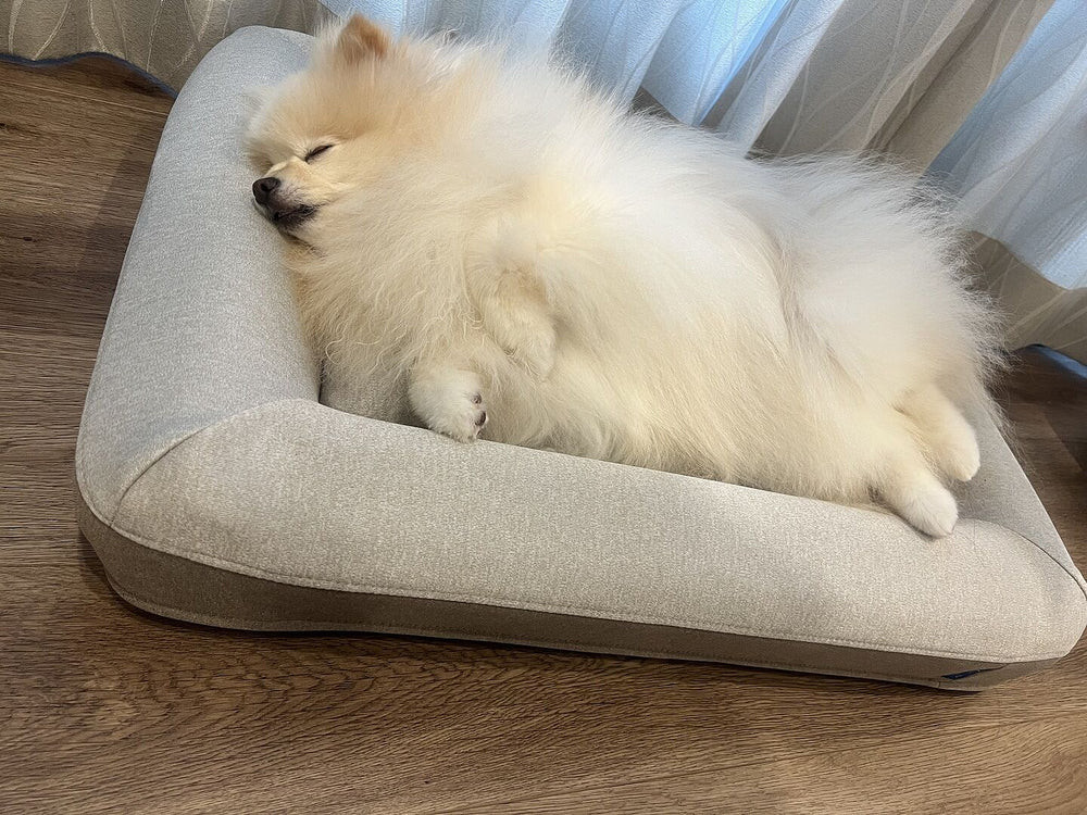 review-pomeranian-483591064