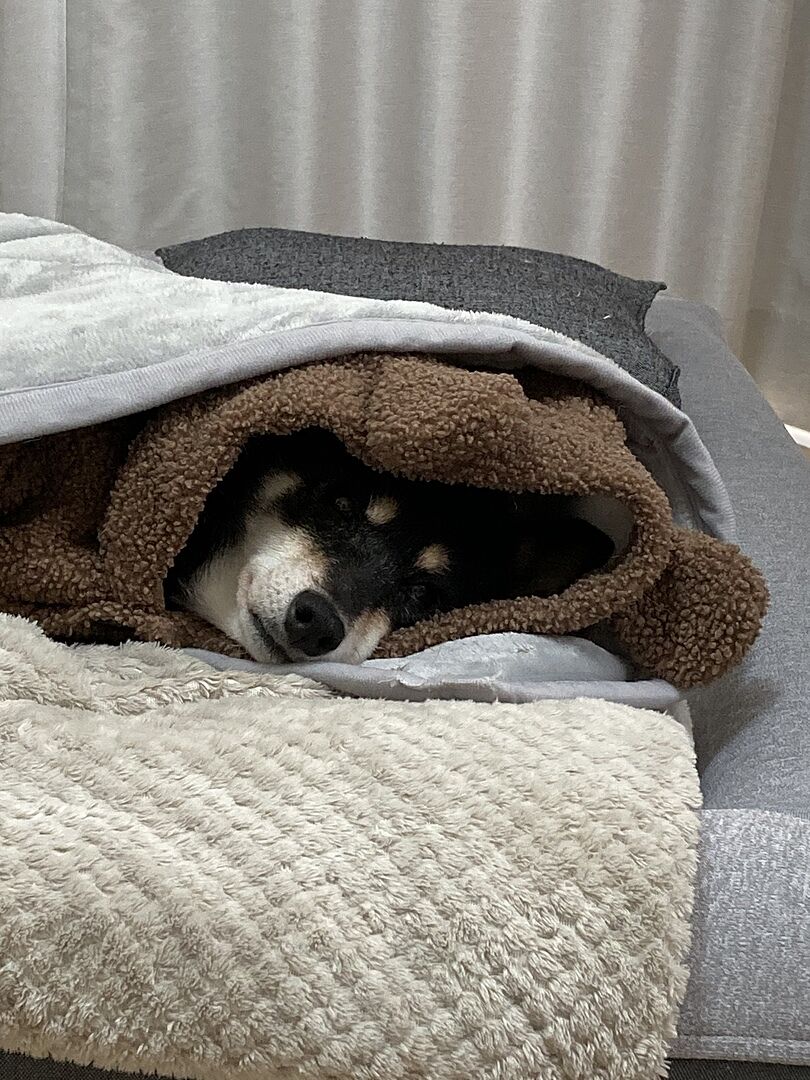 shiba 424044935