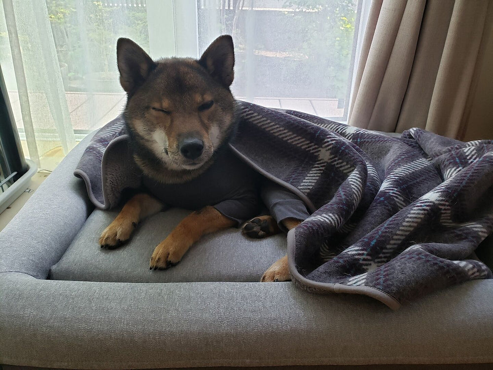 shiba review 424864878