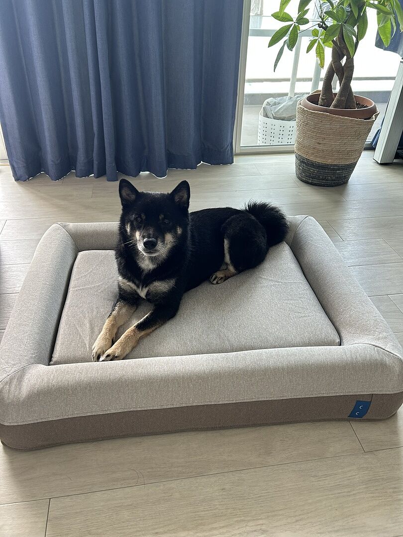 shiba 749086199