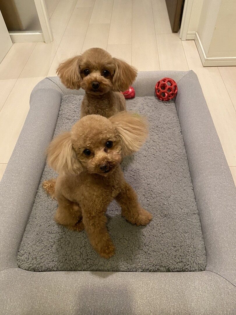 toy-poodle review 230074011