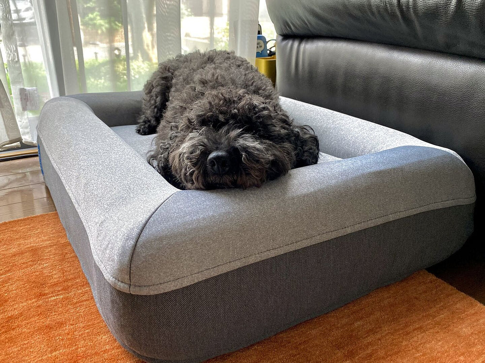 toy-poodle 290218516