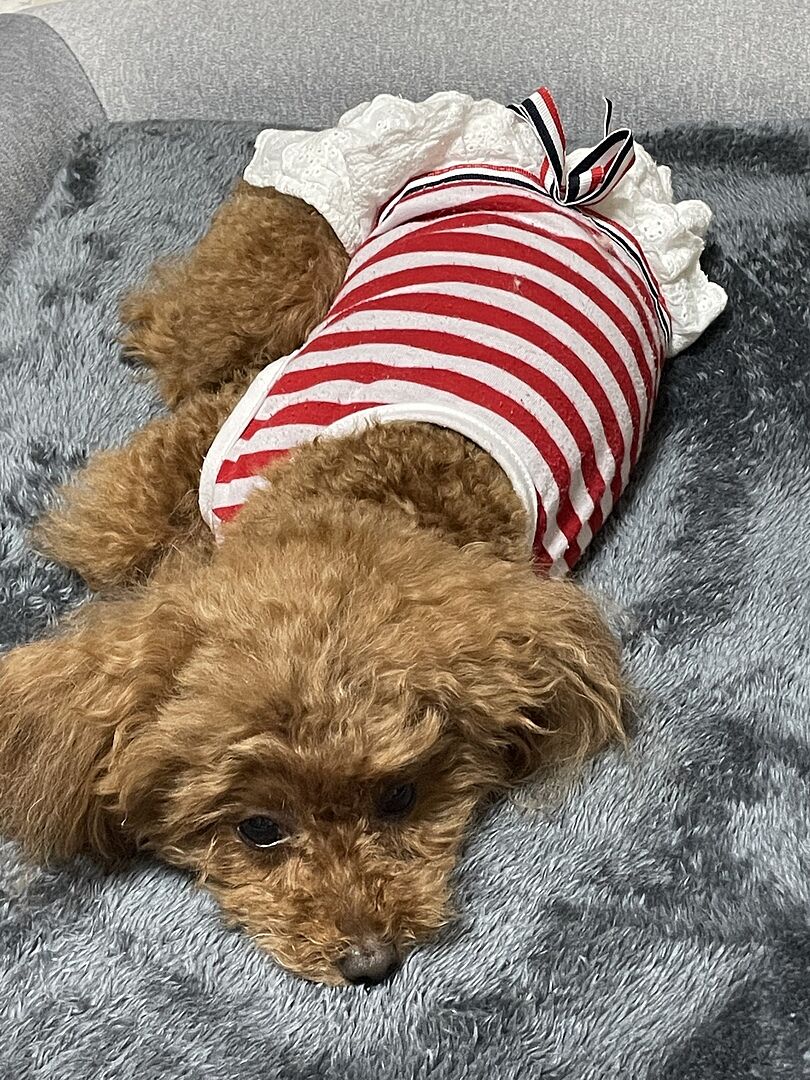 poodle 381356373