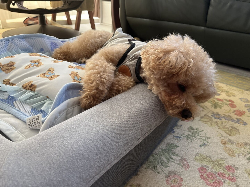 toy-poodle review 484425051