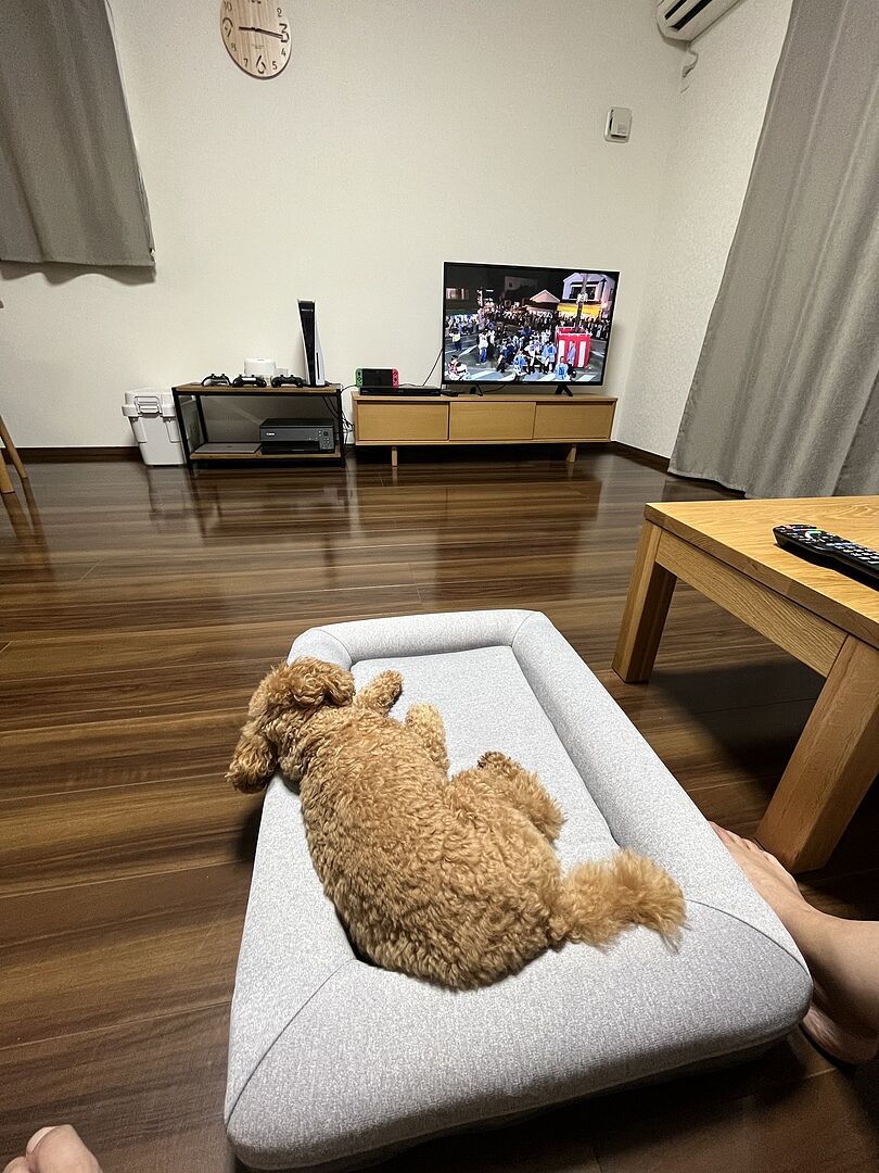 toy-poodle 486358659