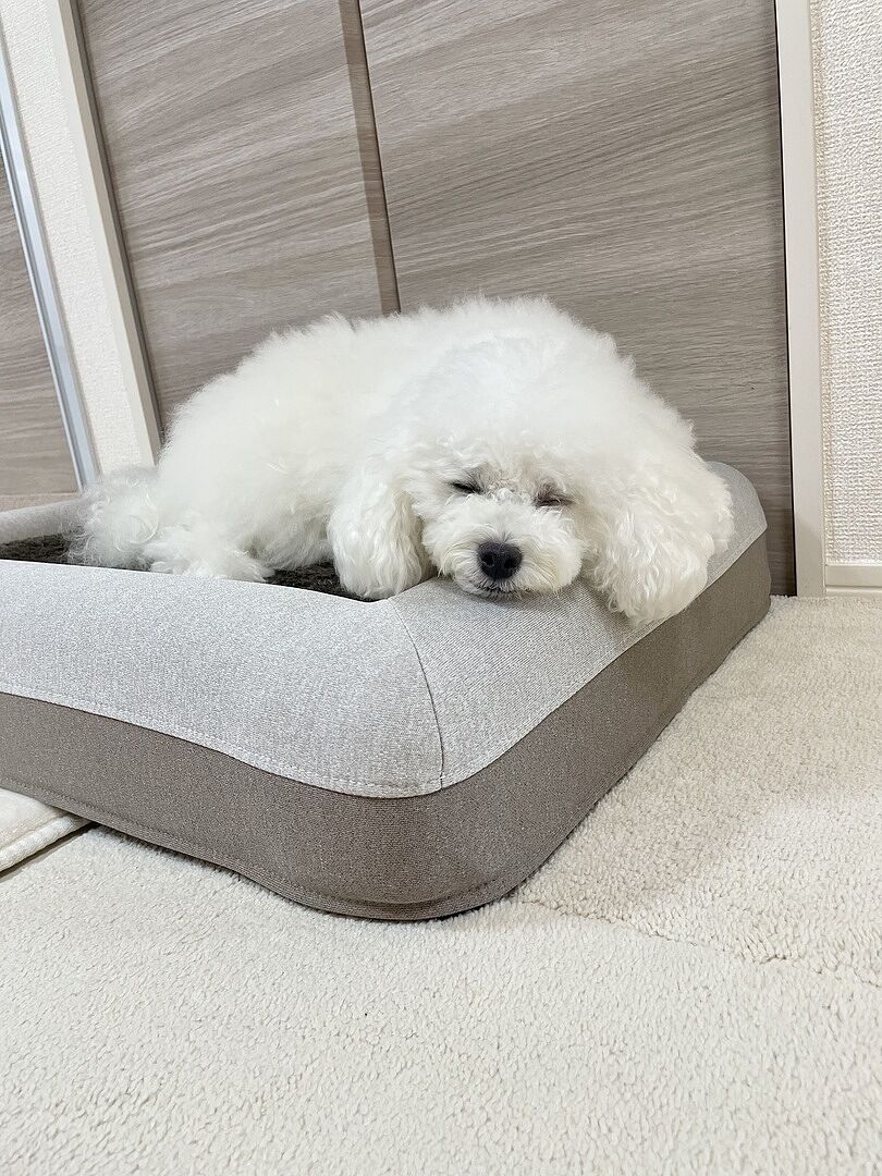 toy-poodle review 492969202