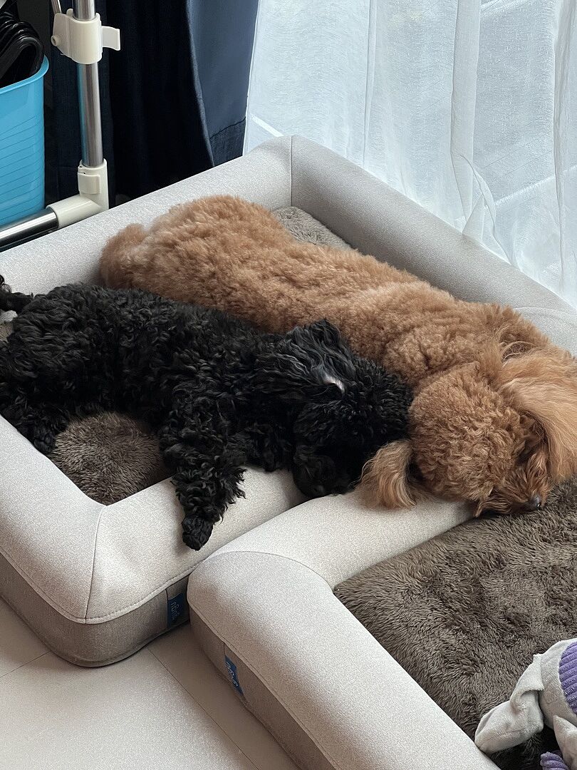 toy-poodle 535893503