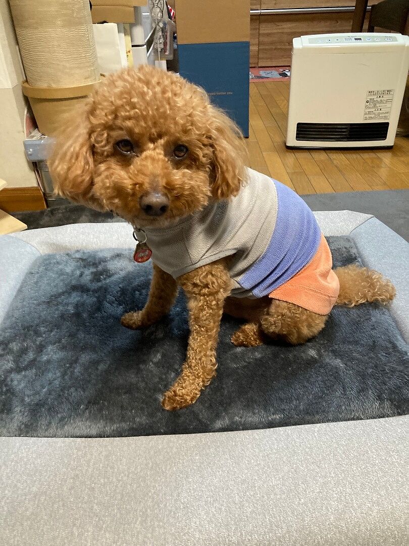 toy-poodle 584357400