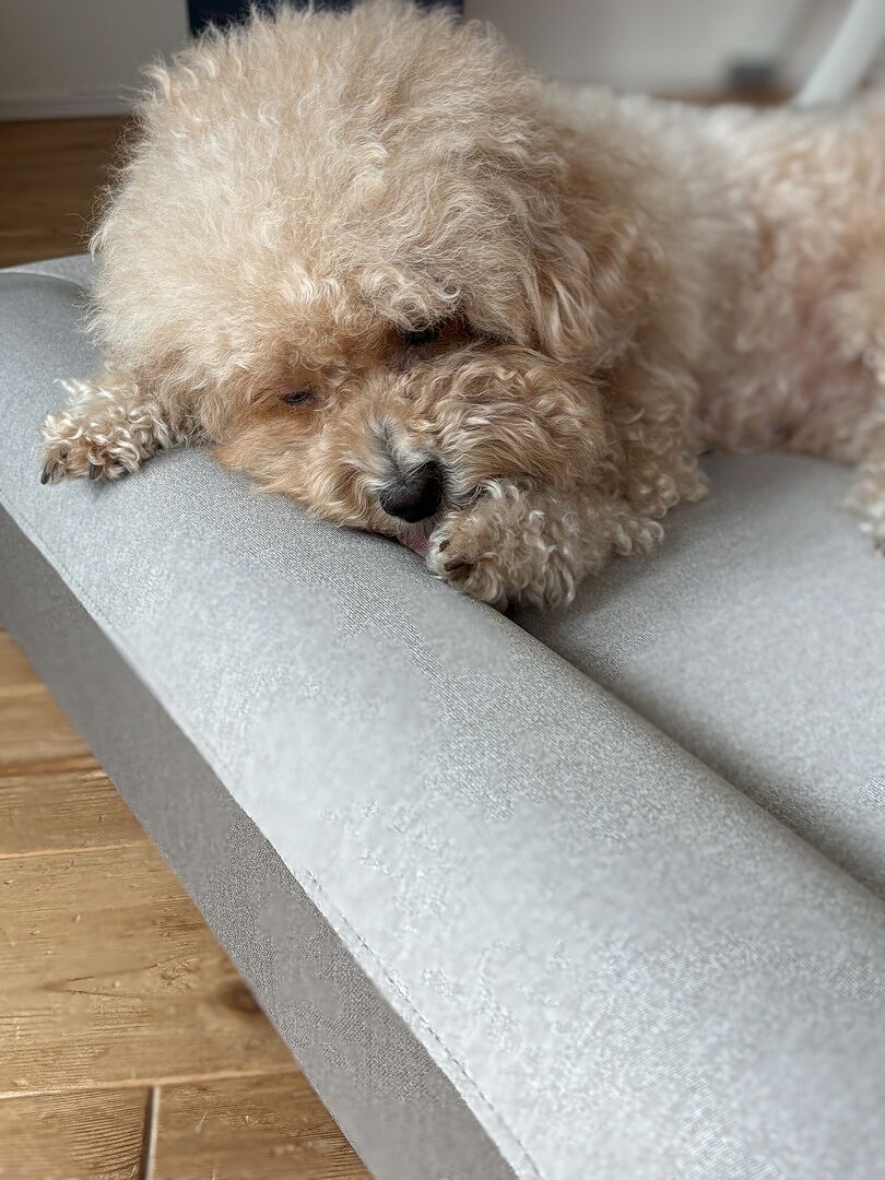 gugu Doggie review - Toy Poodle