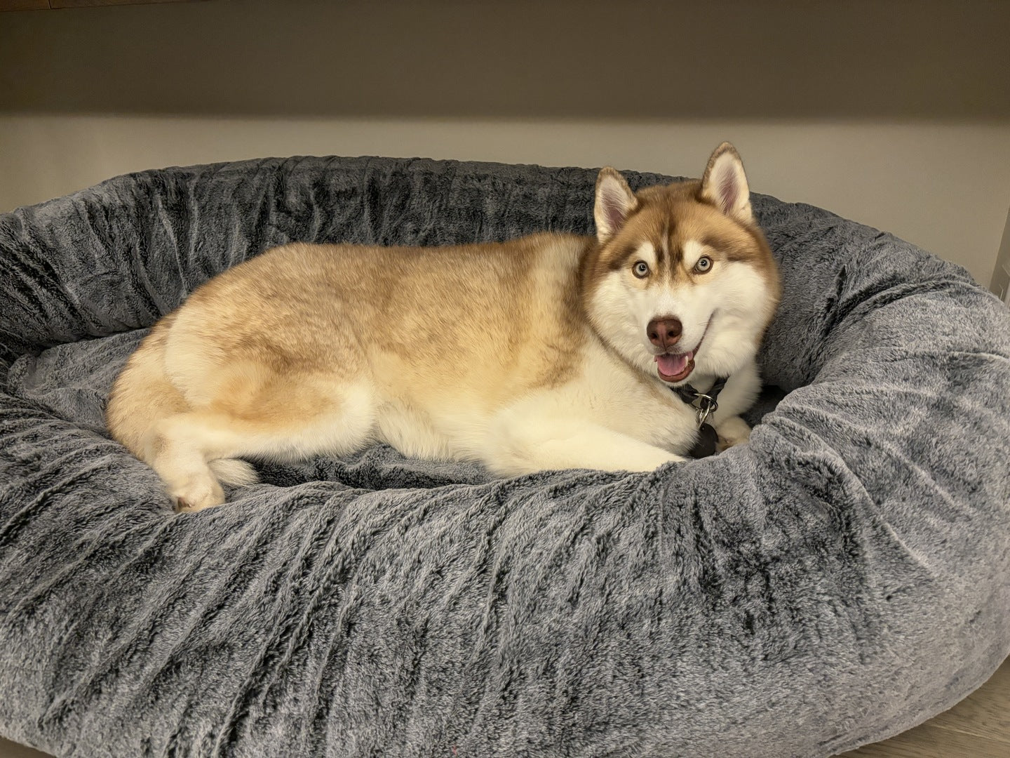 グーグースリープ【公式】｜guguハギーフルカバー｜愛犬と一緒に