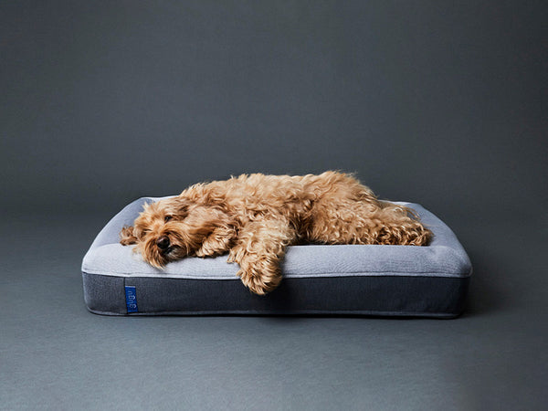 【恐らく未使用品】リラックスドッグクッション３個まとめ売り　ワンちゃん　犬　枕